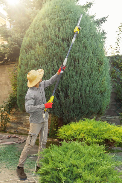 Best Lawn Watering Services  in Tea, SD