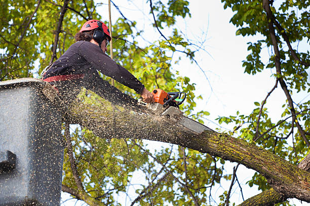 Best Tree Maintenance Programs  in Tea, SD